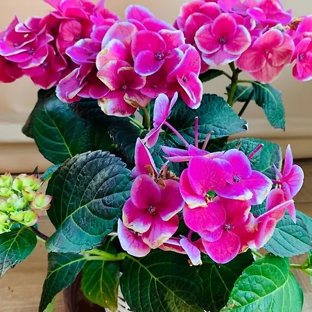 Aranyfuert Vendeghaz Pensiune Tokaj