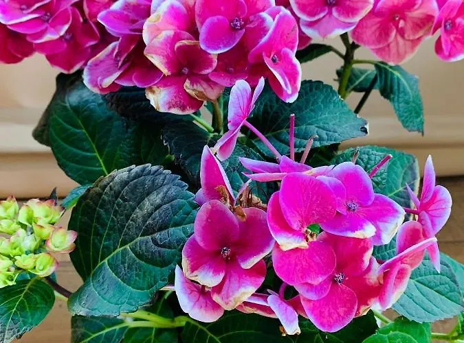 Aranyfürt Affittacamere Tokaj